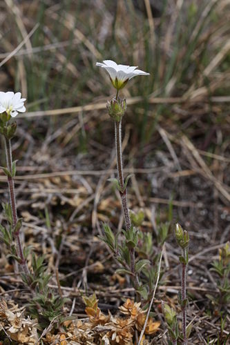 Cerastium arvense